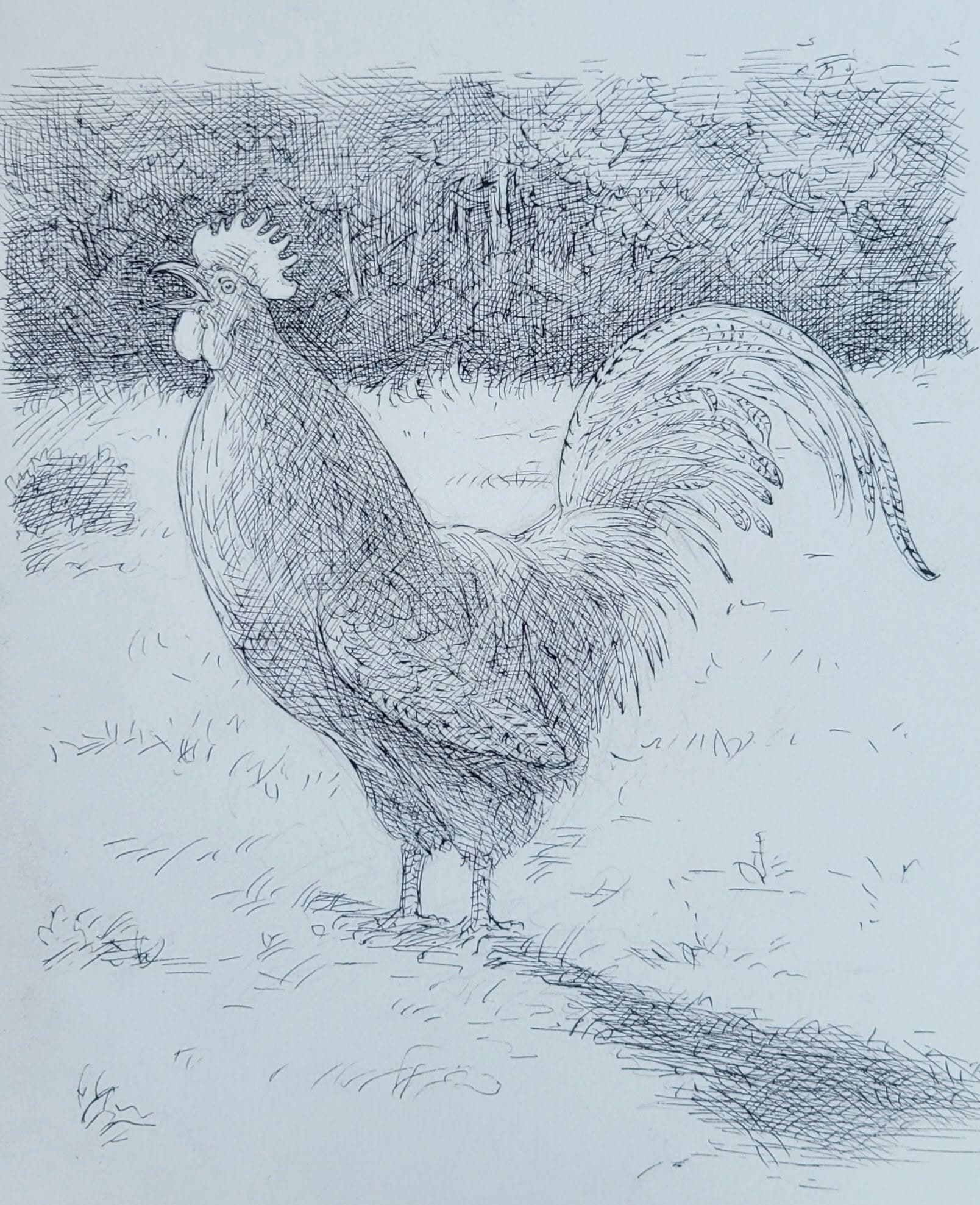 Chicken 2