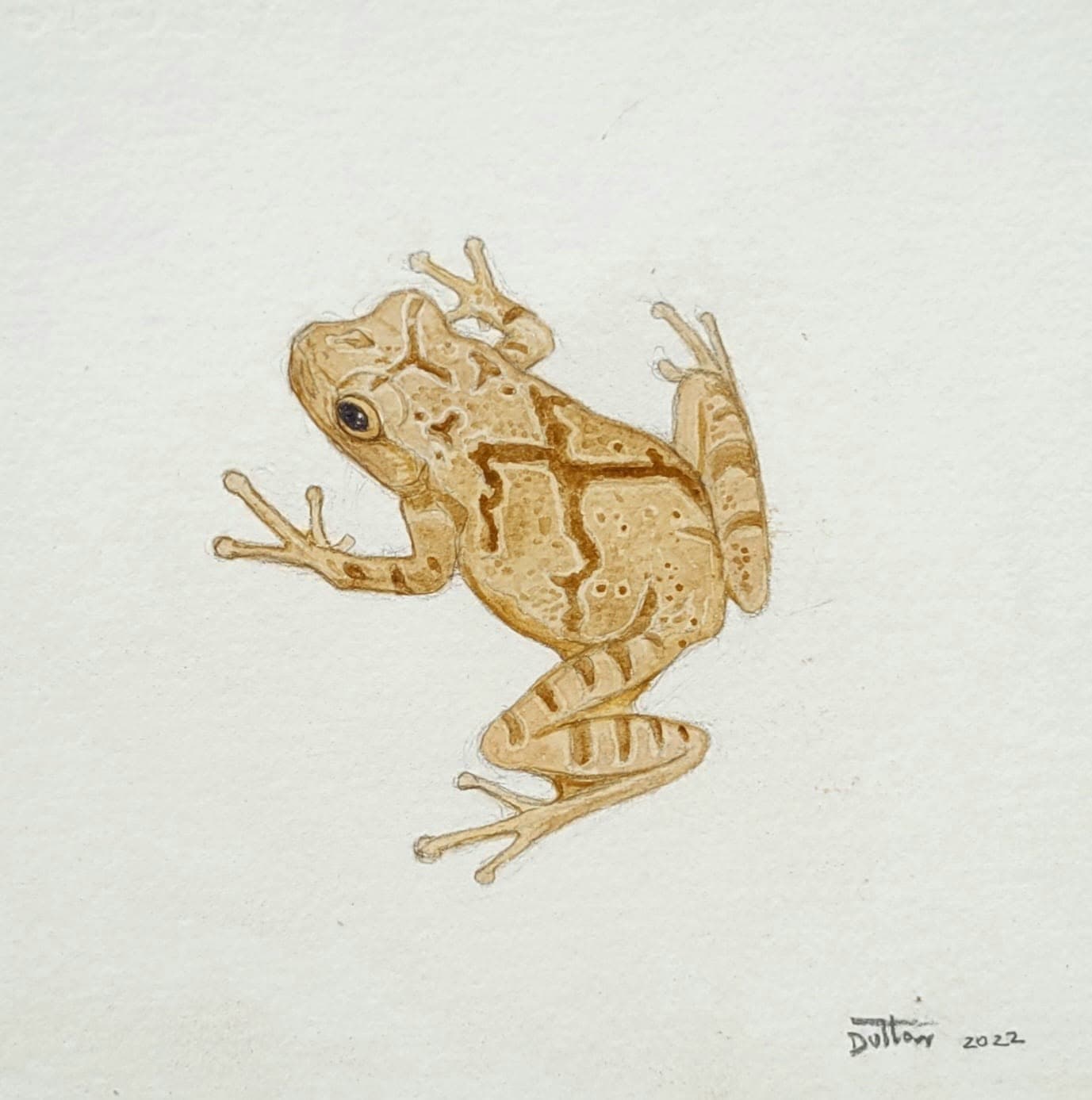 Frog 1