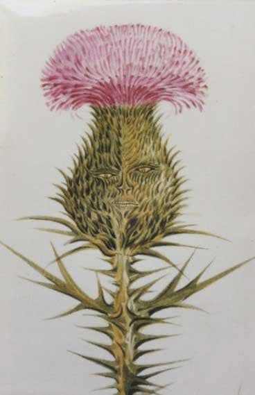 Little Thistle 2