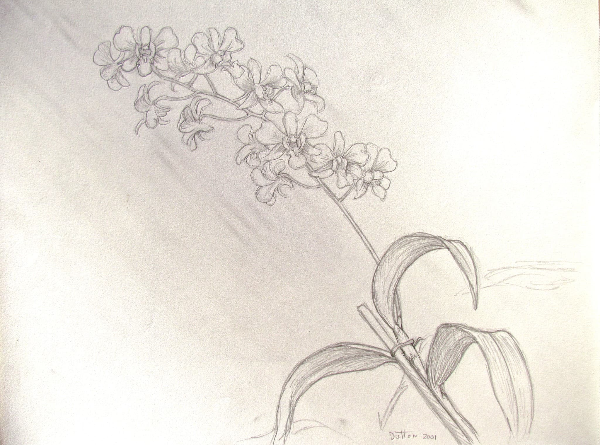 Flower painting by Dan Dutton (2)