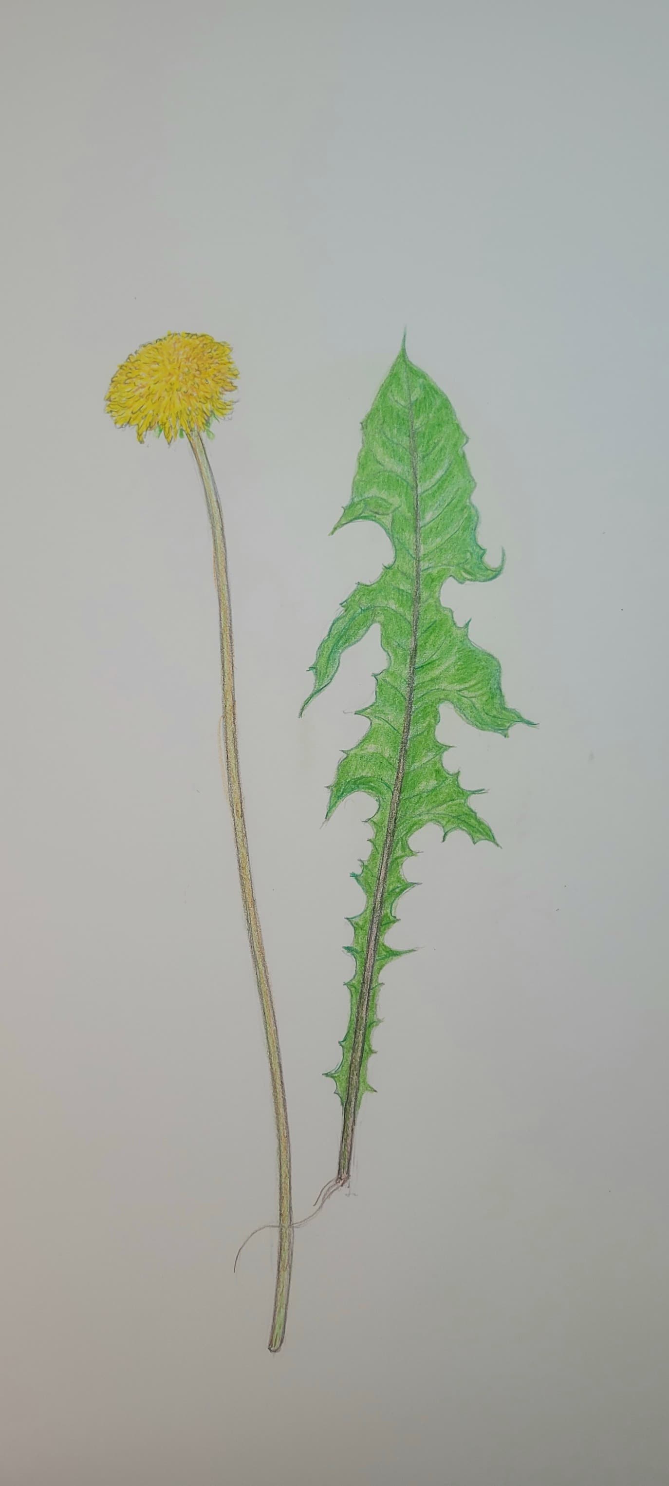 Flower painting by Dan Dutton (13)