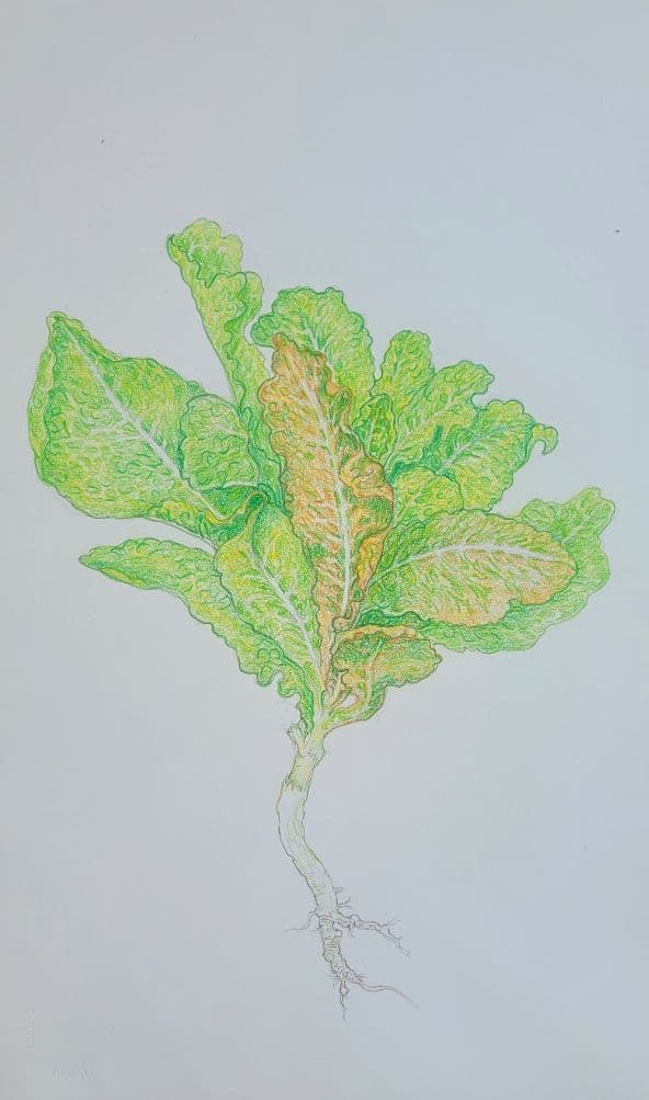 Flower painting by Dan Dutton (14)