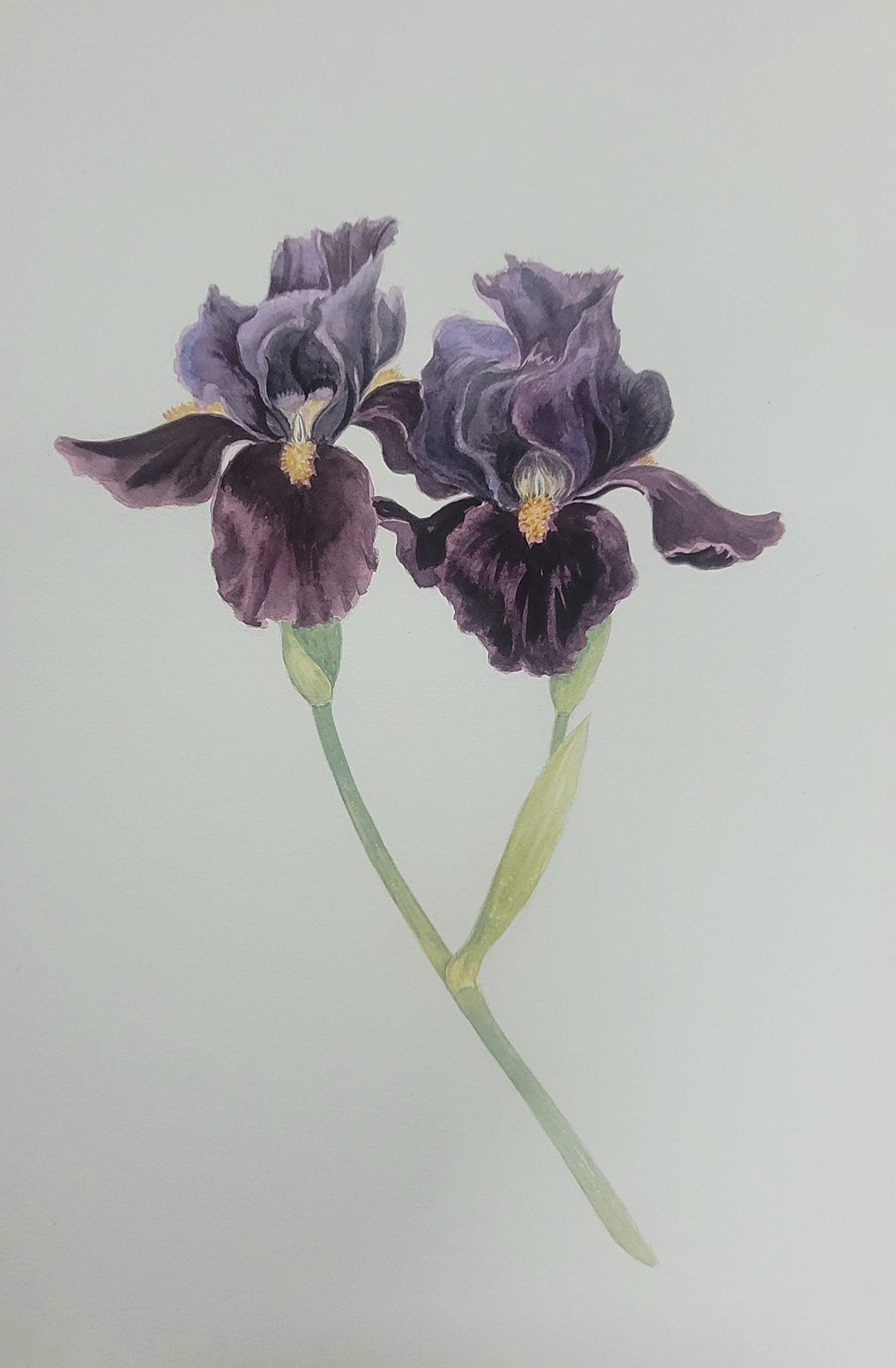 Flower painting by Dan Dutton (33)