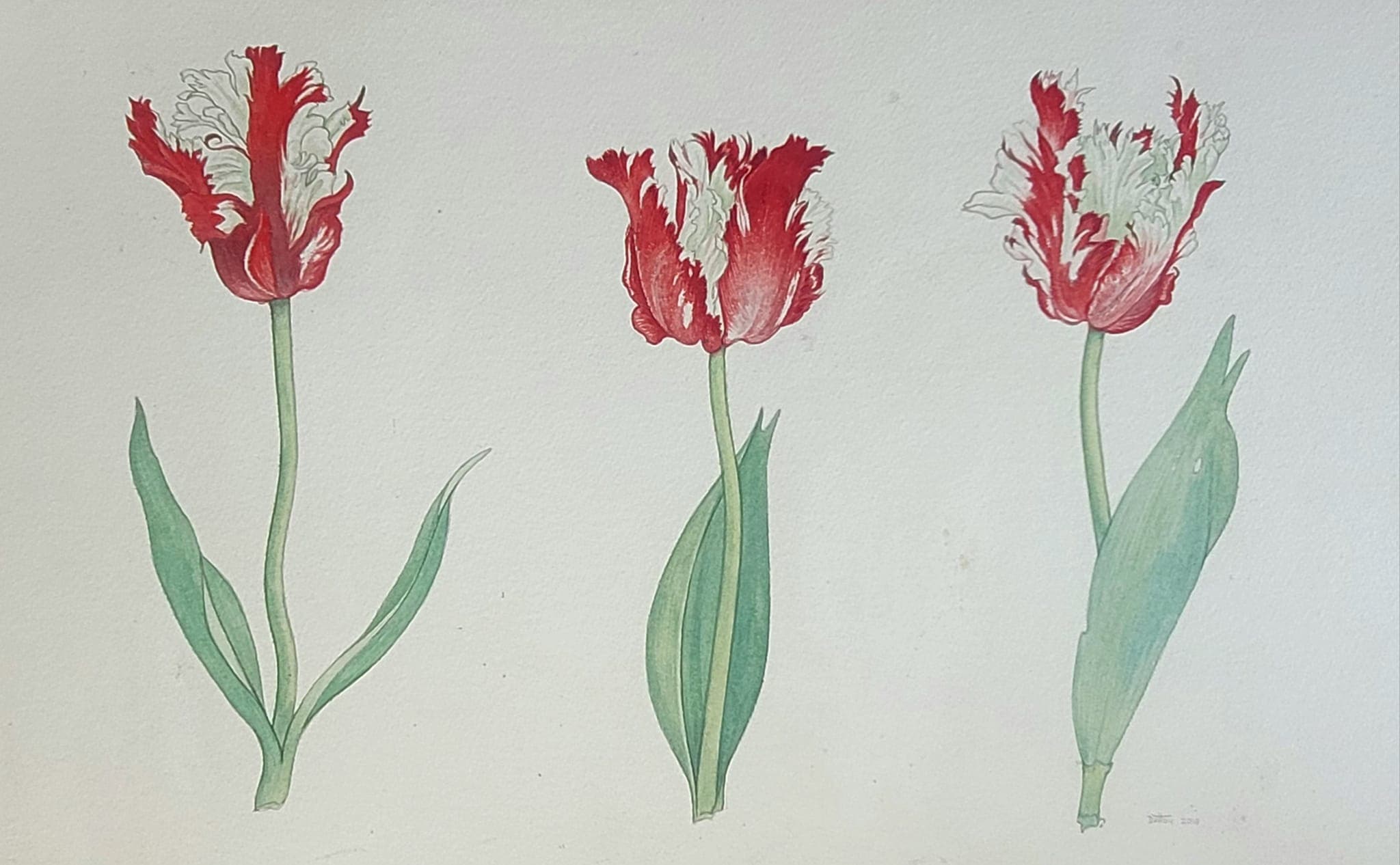 Flower painting by Dan Dutton (38)