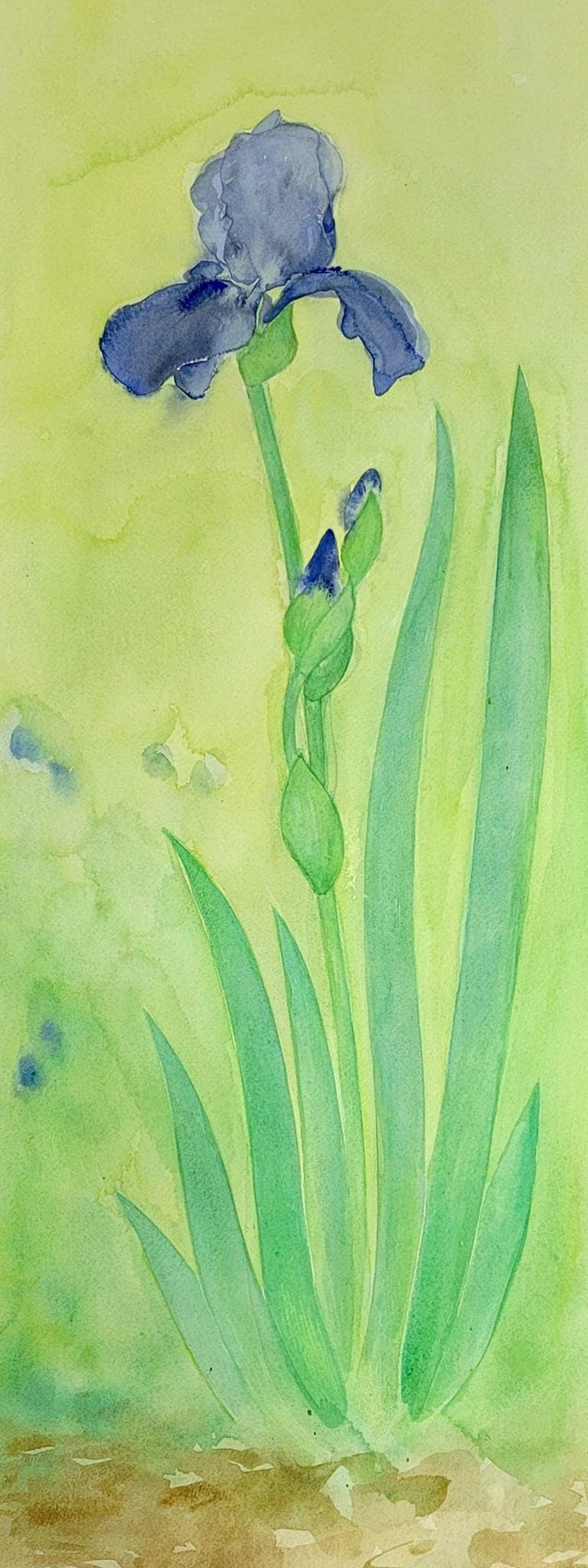 Flower painting by Dan Dutton (48)
