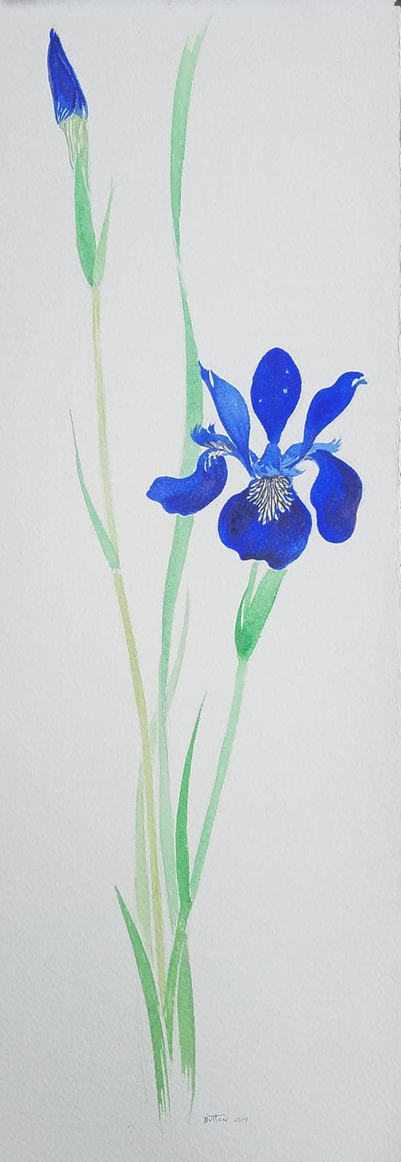 Flower painting by Dan Dutton (50)