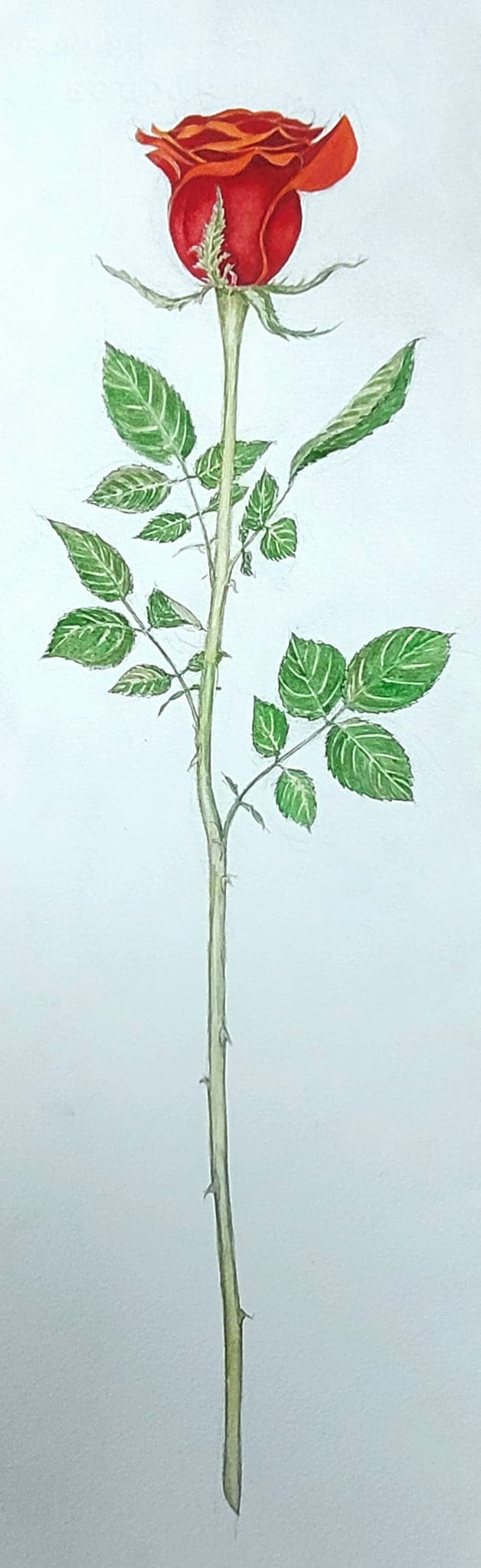 Flower painting by Dan Dutton (67)