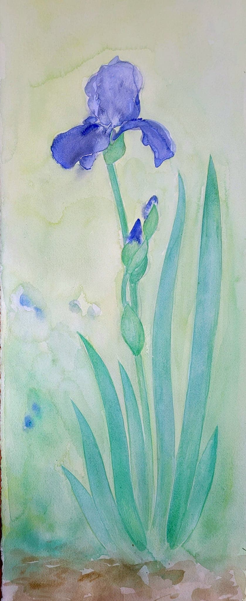 Flower painting by Dan Dutton (68)