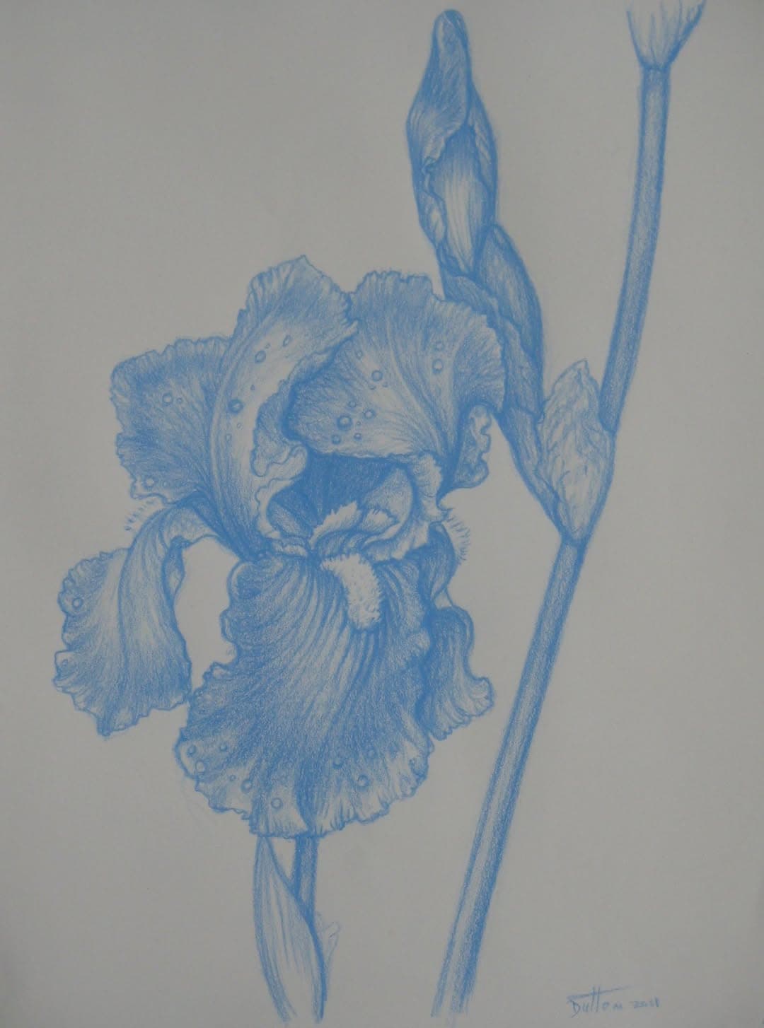 Flower painting by Dan Dutton (75)