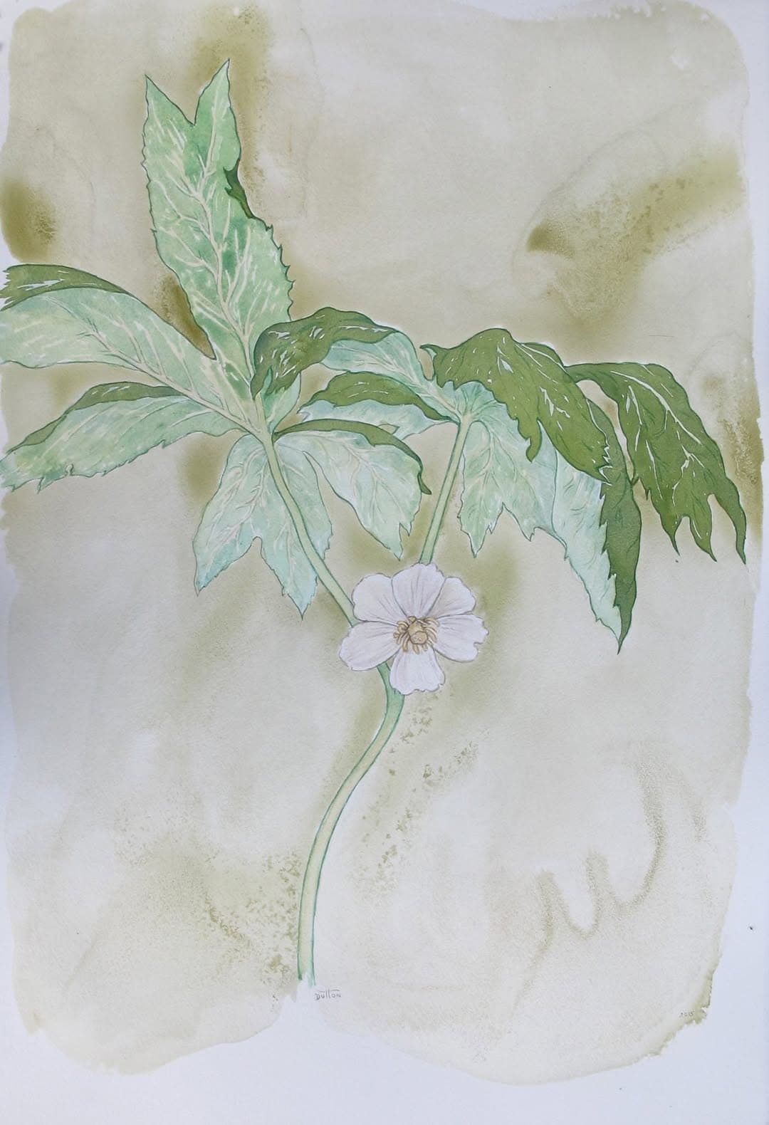 Flower painting by Dan Dutton (81)